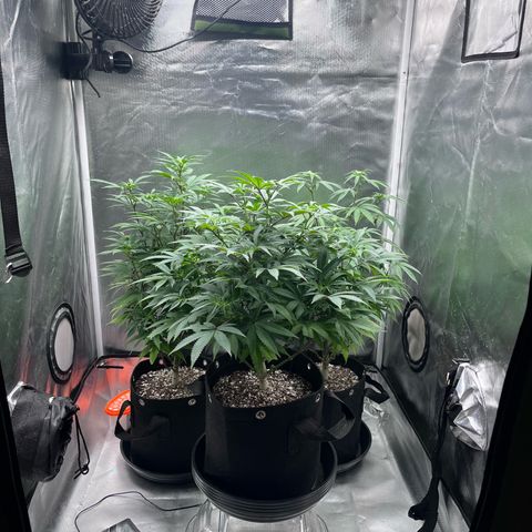 Banana Blaze growlog timeline photo