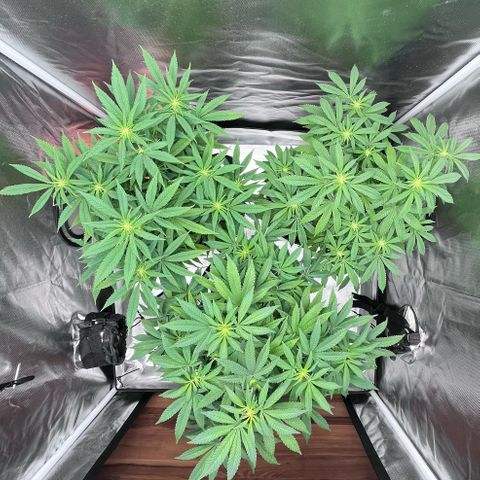 Banana Blaze growlog timeline photo