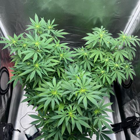 Banana Blaze growlog timeline photo