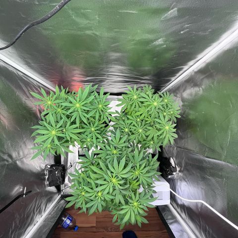 Banana Blaze growlog timeline photo