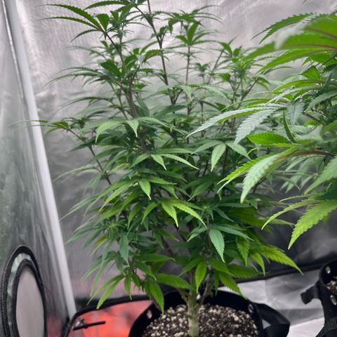 Banana Blaze growlog timeline photo
