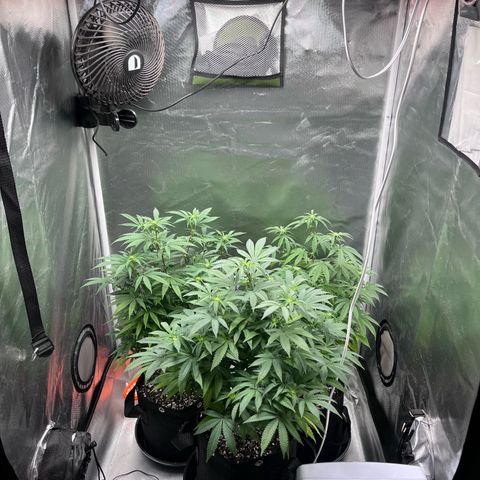 Banana Blaze growlog timeline photo
