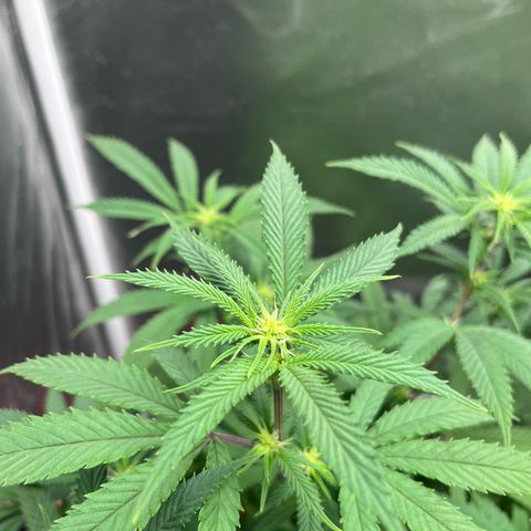 Banana Blaze growlog timeline photo