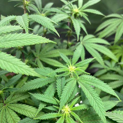 Banana Blaze growlog timeline photo