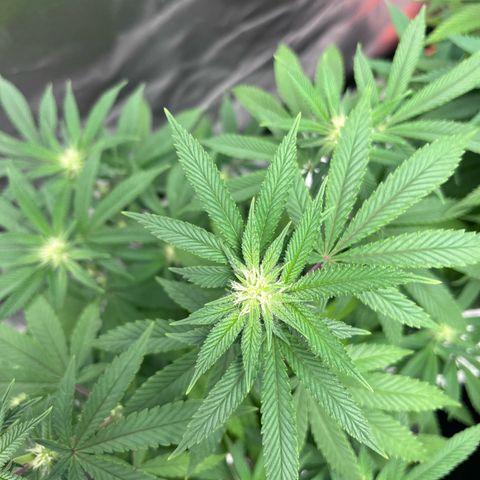 Banana Blaze growlog timeline photo