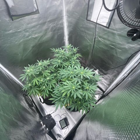 Banana Blaze growlog timeline photo