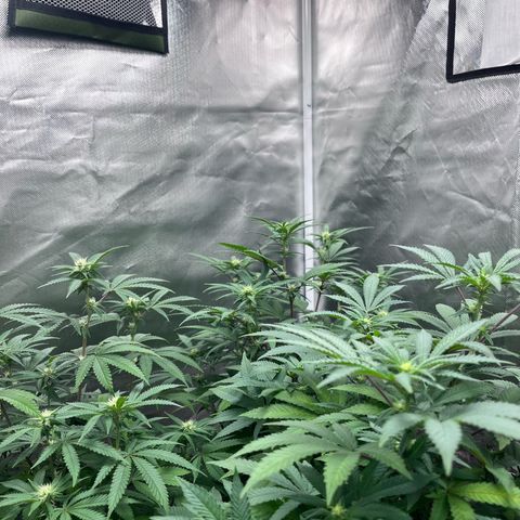 Banana Blaze growlog timeline photo