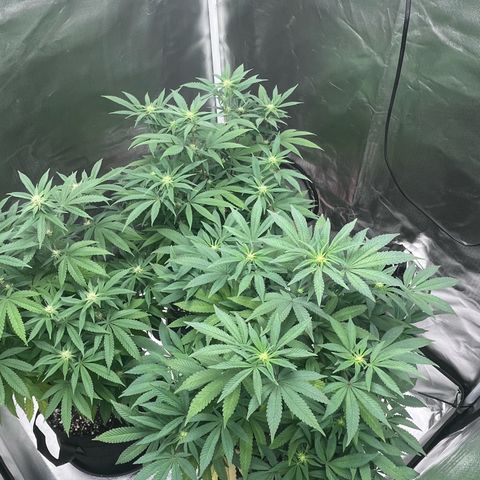 Banana Blaze growlog timeline photo