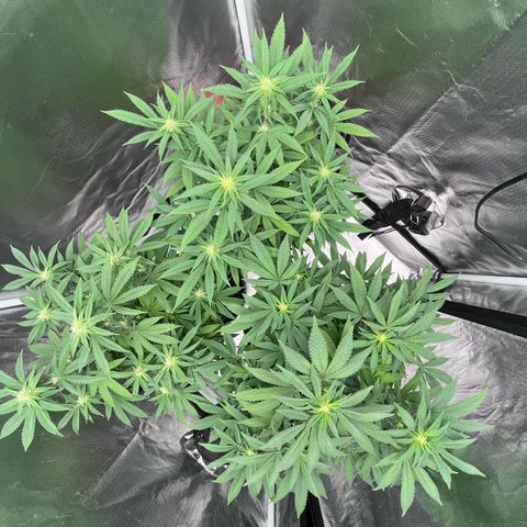 Banana Blaze growlog timeline photo