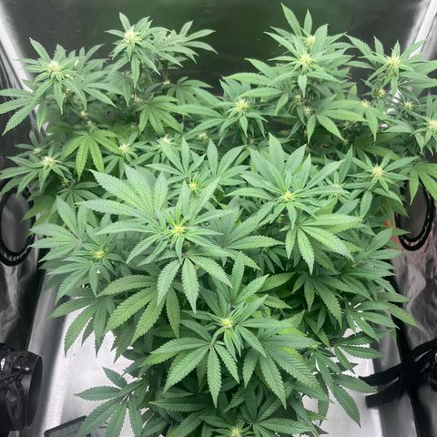 Banana Blaze growlog timeline photo