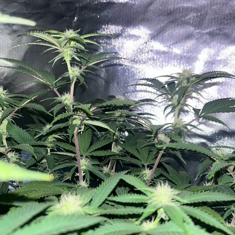 Banana Blaze growlog timeline photo