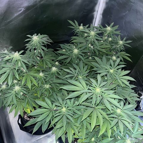 Banana Blaze growlog timeline photo