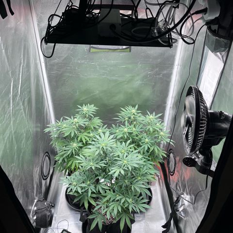 Banana Blaze growlog timeline photo
