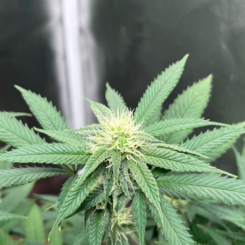 Banana Blaze growlog timeline photo