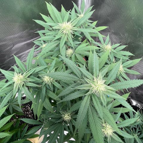 Banana Blaze growlog timeline photo