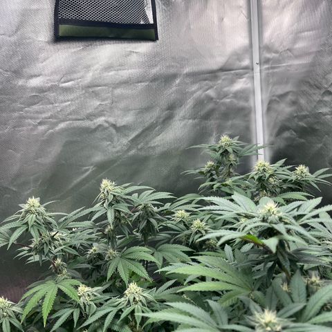 Banana Blaze growlog timeline photo