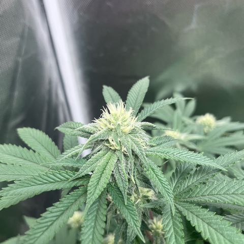 Banana Blaze growlog timeline photo