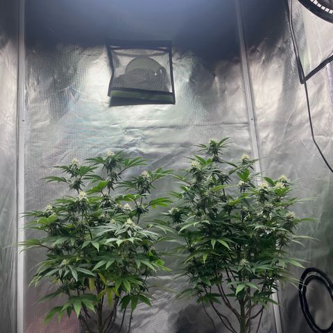Banana Blaze growlog timeline photo