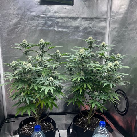 Banana Blaze growlog timeline photo