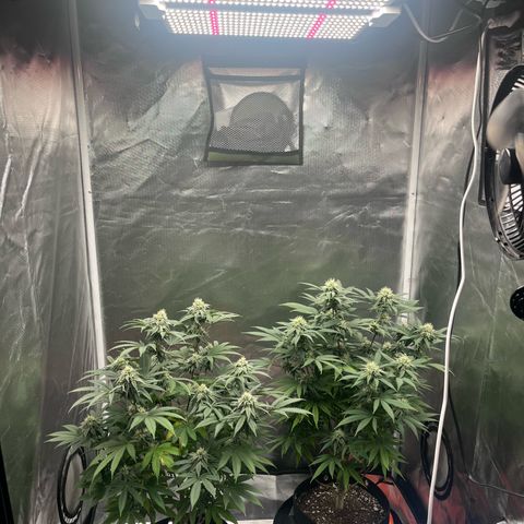 Banana Blaze growlog timeline photo