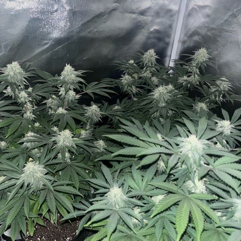 Banana Blaze growlog timeline photo