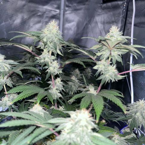 Banana Blaze growlog timeline photo