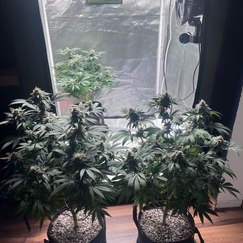 Banana Blaze growlog timeline photo
