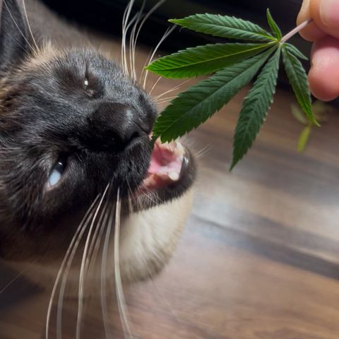 Banana Blaze growlog timeline photo