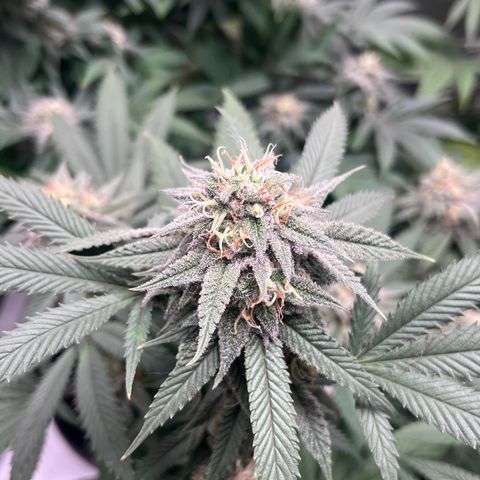 Banana Blaze growlog timeline photo