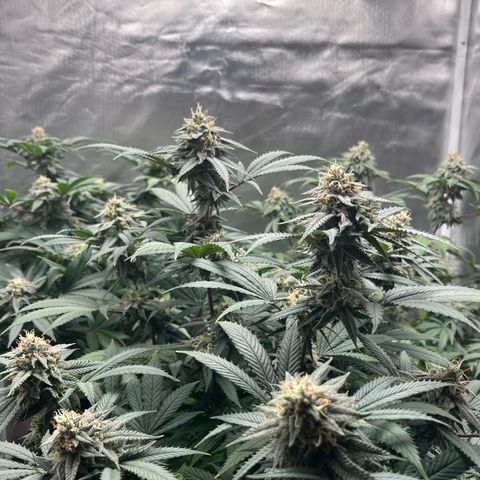 Banana Blaze growlog timeline photo
