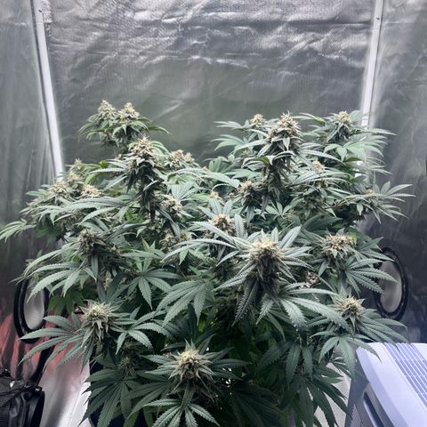Banana Blaze growlog timeline photo