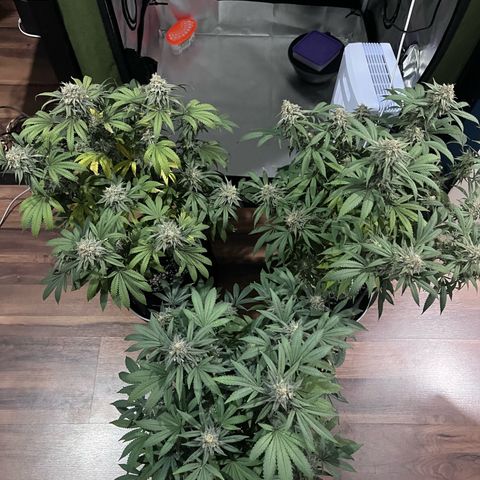 Banana Blaze growlog timeline photo