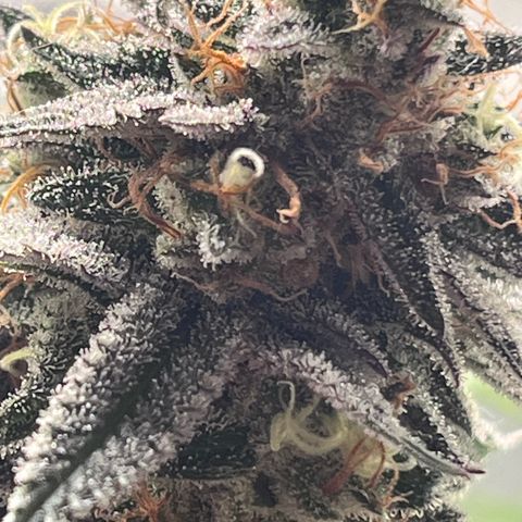 Banana Blaze growlog timeline photo