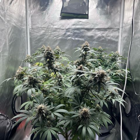 Banana Blaze growlog timeline photo