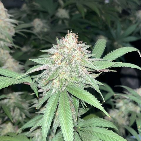 Banana Blaze growlog timeline photo