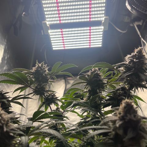 Banana Blaze growlog timeline photo