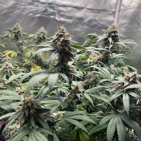 Banana Blaze growlog timeline photo