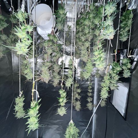 Banana Blaze growlog timeline photo