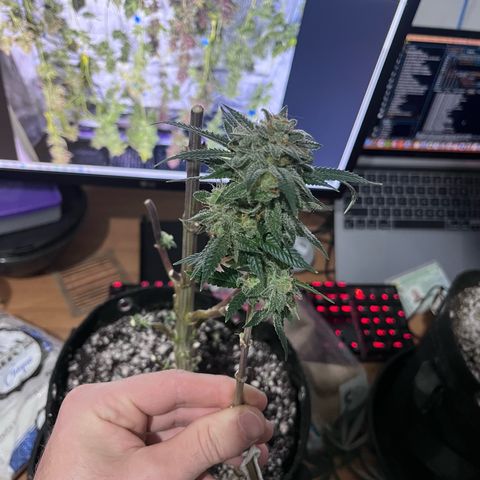Banana Blaze growlog timeline photo