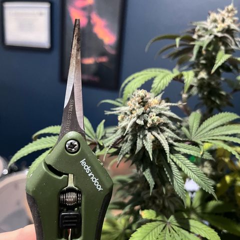 Banana Blaze growlog timeline photo