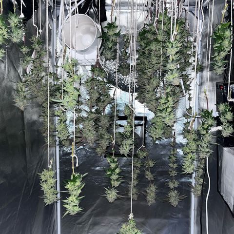 Banana Blaze growlog timeline photo