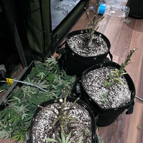 Banana Blaze growlog timeline photo