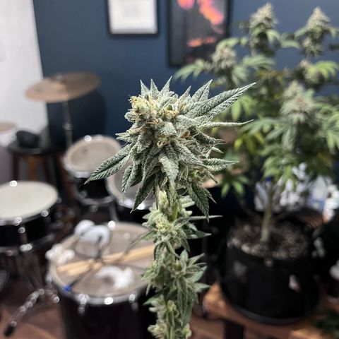 Banana Blaze growlog timeline photo
