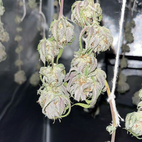 Banana Blaze growlog timeline photo