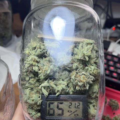 Banana Blaze growlog timeline photo