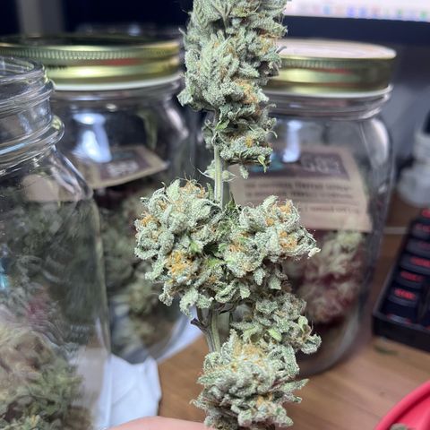 Banana Blaze growlog timeline photo