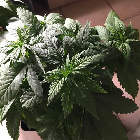 A growlog photo: Avant coiffeur 