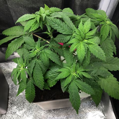 A growlog photo: Semi 
