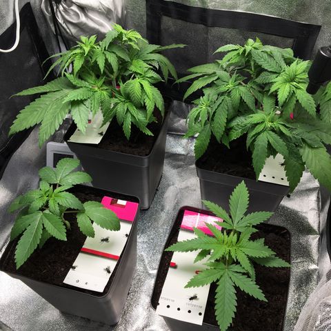 A growlog timeline photo