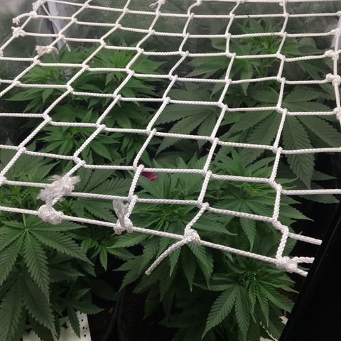 A growlog photo: Carence réglée. 